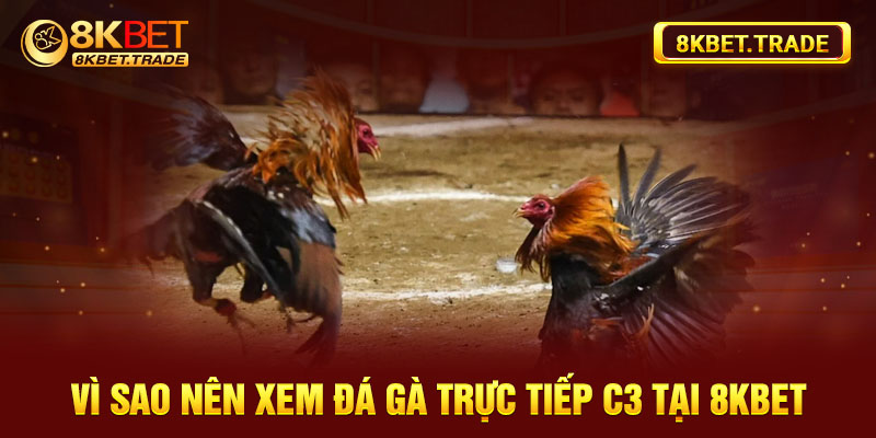 Vì sao nên xem đá gà trực tiếp C3 tại 8kbet