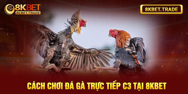 Cách chơi đá gà trực tiếp C3 tại 8kbet