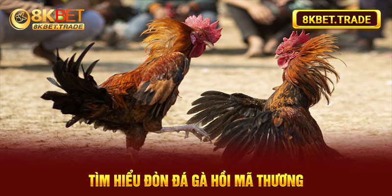 Tìm hiểu đòn đá gà hồi mã thương