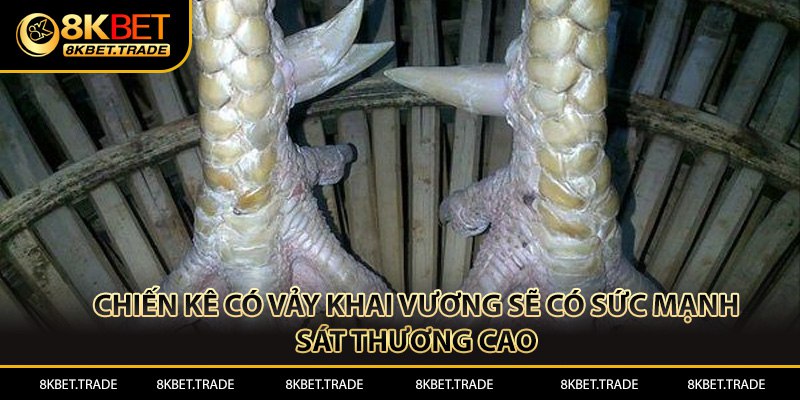 Chiến kê có vảy khai vương sẽ có sức mạnh sát thương cao