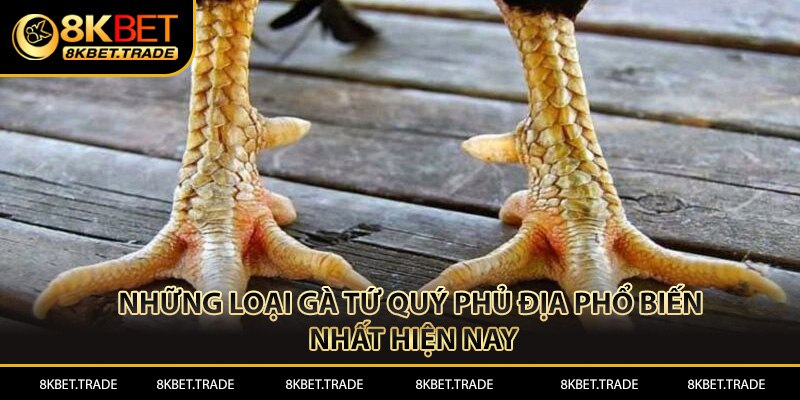 Những loại gà tứ quý phủ địa phổ biến nhất hiện nay